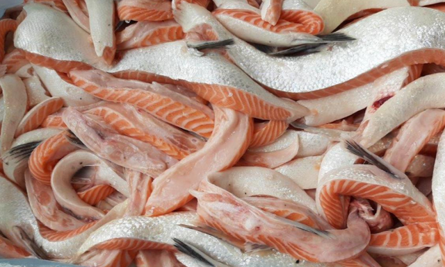 Frozen Fish Tuna, Salmon And Mackerel Fish Grade A Brand Name Frozen Fish Place of Origin - Image 1