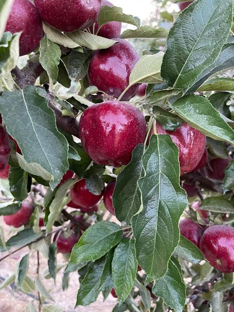 fresh apple - Image 1