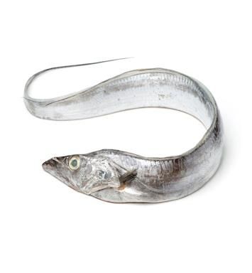 Frozen Ribbonfish (Whole / Hairtail) exported from India, - Image 2