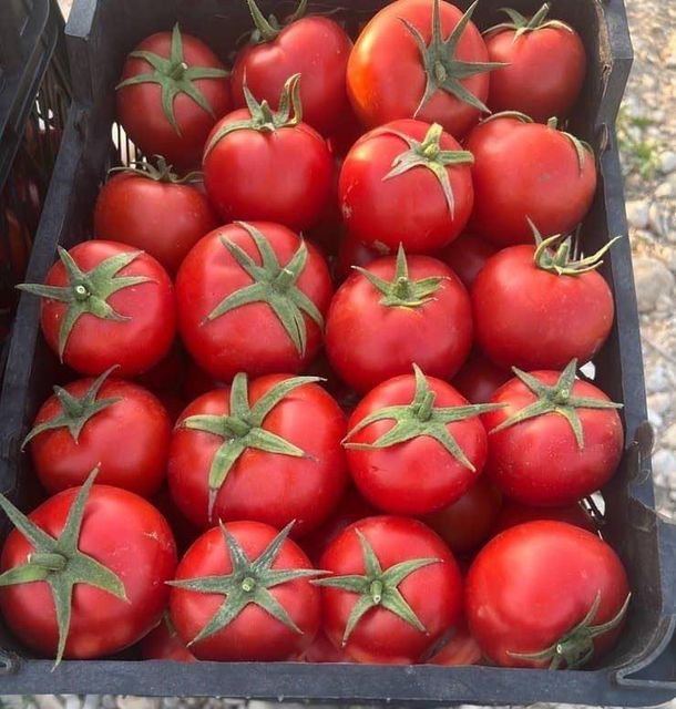 Premium high-quality Egyptian cherry and vine tomatoes available for export. - Image 2