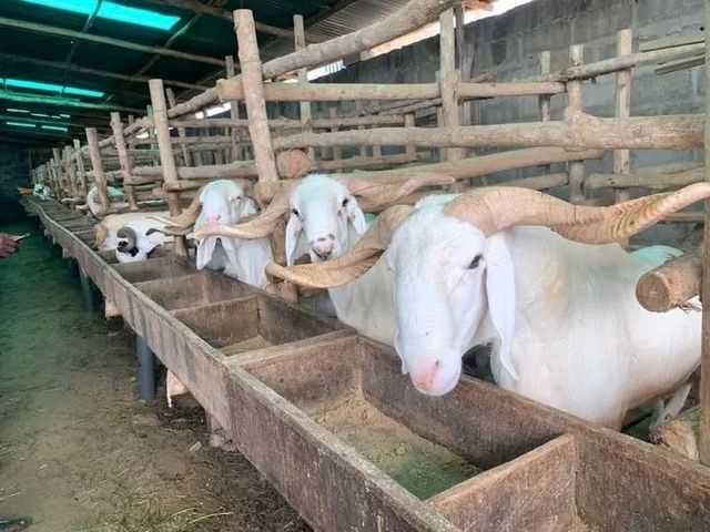 Livestock - Image 1