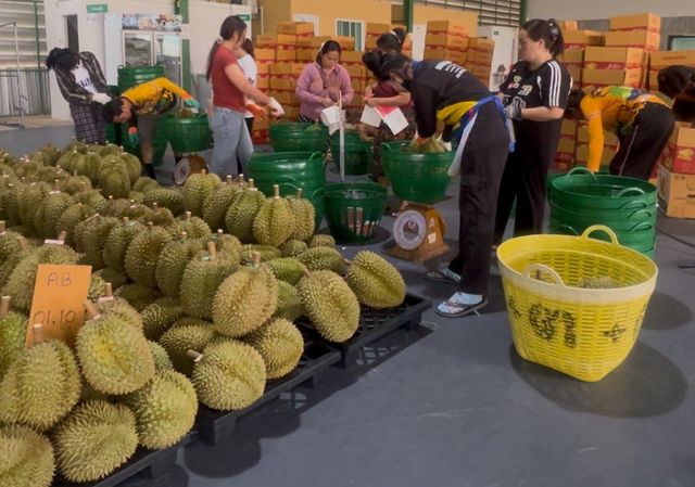 Fresh Durian - Image 1