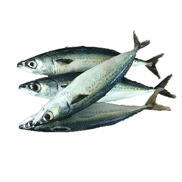 Wholesale Fresh Frozen Fish Mackerel Frozen Whole Mackerel Prices Frozen Pacific Frozen Horse Mackerel Fish - Image 3