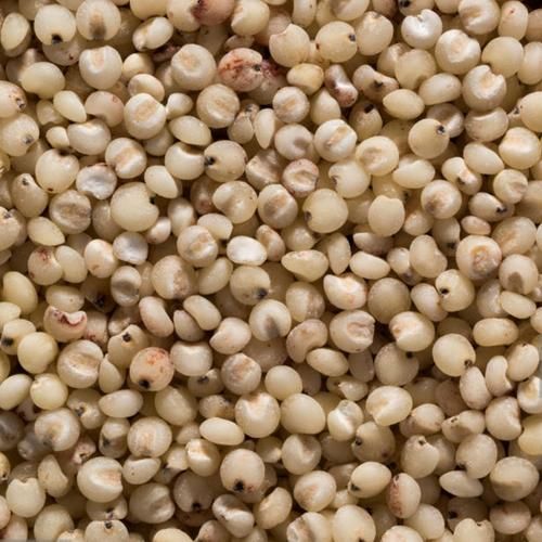 Raw Organic Sorghum Grain stock Whole Raw Dried Sorghum Raw whole dried Sorghum - Image 4