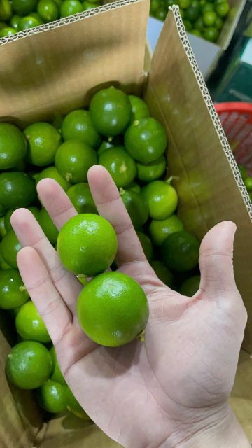 Seedless Lime Stem Length Short Juice Content 42–45% Leaf Coverage Ratio < 30% Color Green, Shiny, Uniform Skin Texture Smooth, Glossy - Image 3