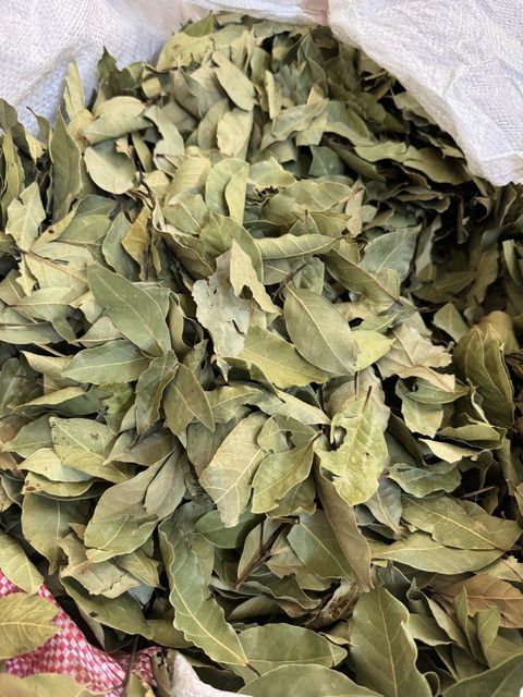 Bay Leaf Color Green Condition Free Of Twigs And Yellow - Image 1