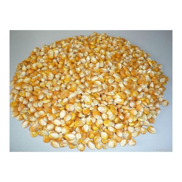Yellow corn offered in large lots for cost-effective wholesale and volume buyers - Image 4