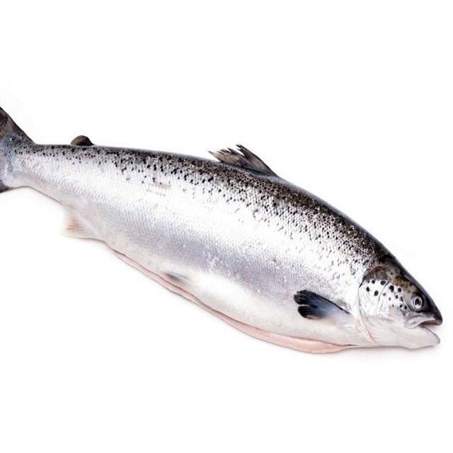 Wholesale High Quality Atlantic Frozen Salmon Whole Fish Vacuum Pack 10kg Low-Fat 24 Months Shelf Life Low Price - Image 4