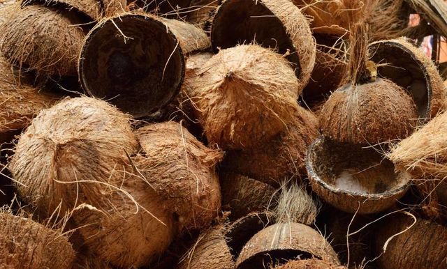 High Quality Raw Coconut Shell Natural Coconut Shell Bulk Material for Charcoal Processing Export - Image 4