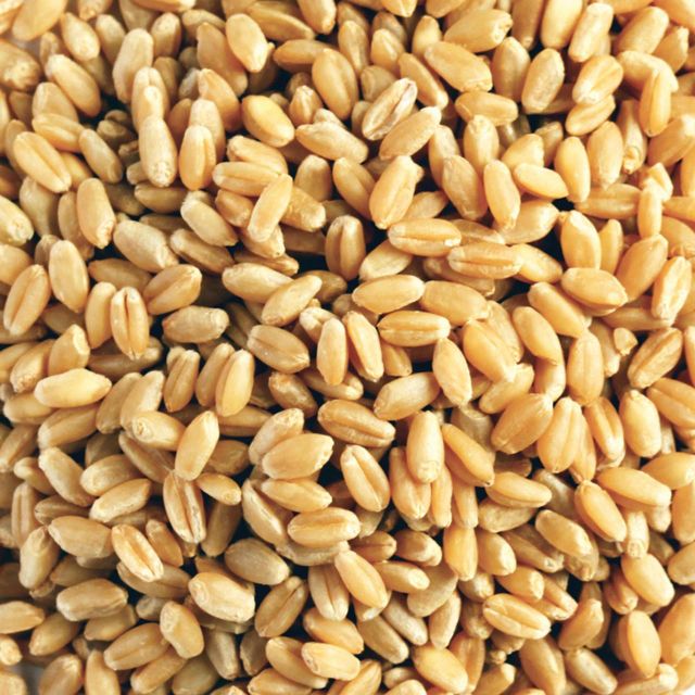 Milling Grade Durum Wheat With Uniform Wheat Size And Purity For International Grain Buyers - Image 5