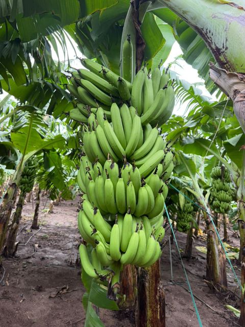 Fresh G9 Cavendish Banana - Image 3