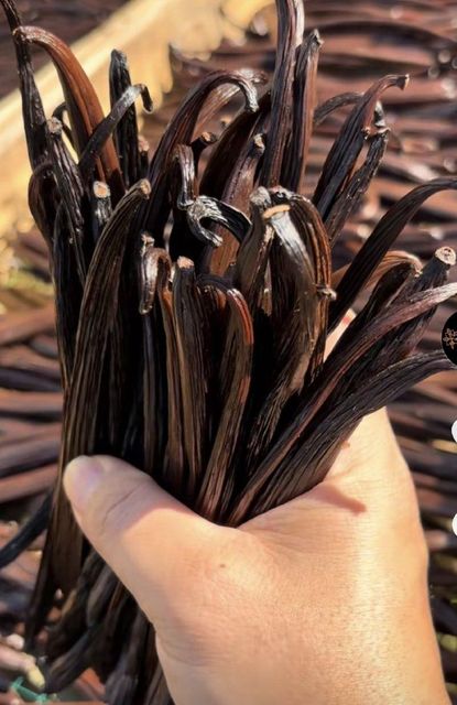 Grade A Vanilla Beans 16-20cm, Sun Cured, High Vanillin Origin Indonesia - Image 4