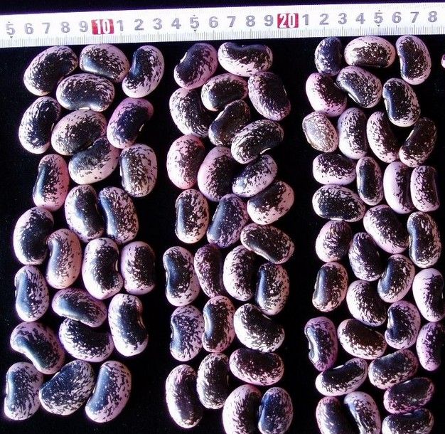 Black And Pinto Beans Yunnan Dried Large Black Speckled Kidney Bean - Image 3