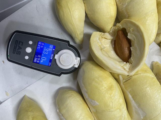 Peeled Durian Mon Thong Premium Fresh Organic King of Fruits Original Taste From Thailand Rich & Creamy 500G/BOX (Peeled) - Image 2