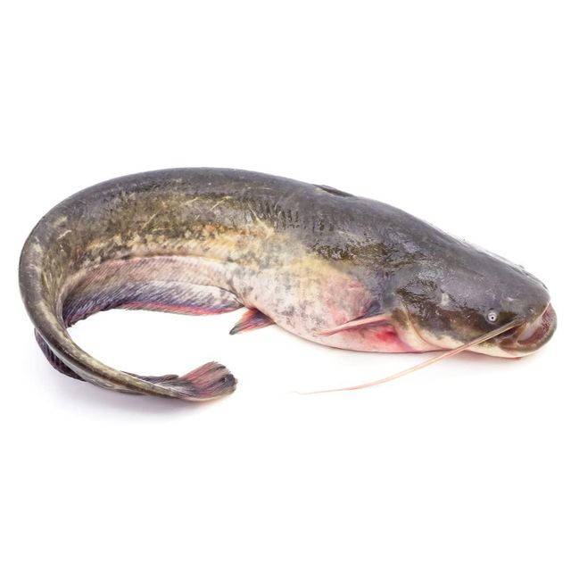 Frozen Catfish Vacuum Packed Frozen Seafood Selection For Reliable Export Supply And International Buyers - Image 4