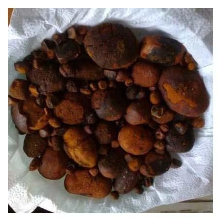 100% Natural Ox Gallstones/Cattle Gallstones/ Cow Gallstones. - Image 5