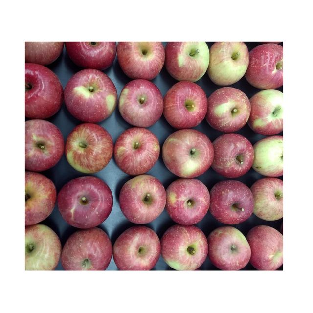 Fresh Fuji Apple For Sale / Bulk Fresh Fruit Apples Supplier - Image 1