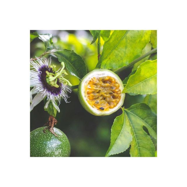 Fresh passion fruit available in bulk for export to juice and fruit markets - Image 2