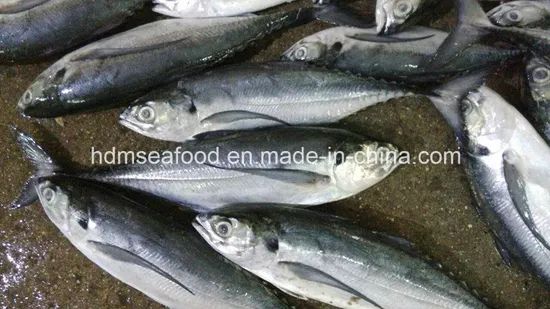 Whole Round Frozen Seafood Hardtail Scad Fish MOQ 28 Mt Origin China Model NO. H-B Original China Shelf Life 1 Year HS Code - Image 1