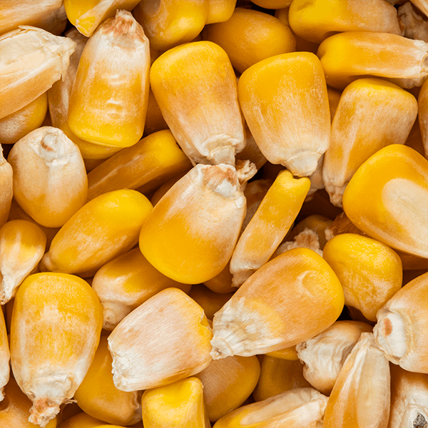 Bulk Yellow Corn / Maize for Animal Feed & Human Consumption - Image 4
