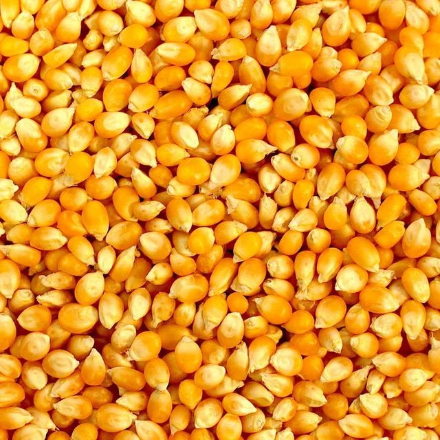Premium Yellow Kernel Exporter Offering Yellow Maize With Clean Dried Quality For Importers - Image 4
