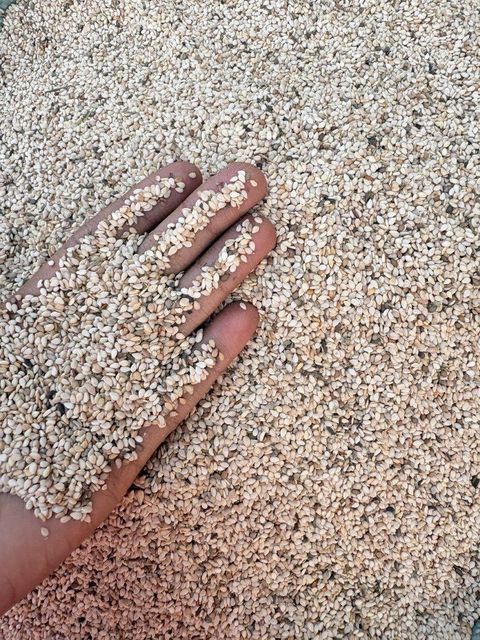 Seseme seeds – product photo 4, product detail gallery