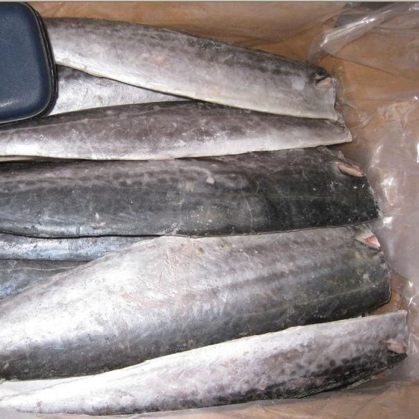 Frozen Atlantic Mackerel Fish Superior Frozen Seafood Product For Marine Food Supply And Global Market Demand - Image 5