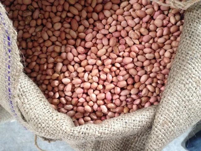 Indian Bold Peanuts, Java Peanuts, TJ Peanuts, Blanched Peanuts All Count 38/42 to 70/80 - Image 1