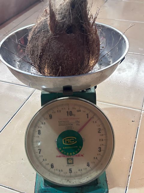 Semi-husked coconut Form Whole Origin Indonesia Degree of Processing Fresh - Image 2