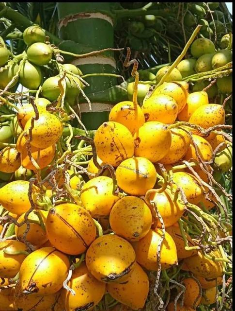 Betel nuts/areca nuts - Image 1