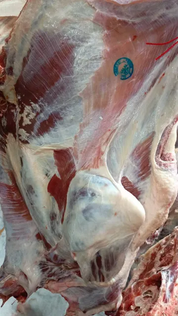100%  Fresh Chilled Bull Beef - Image 5