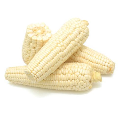 White Corn/Maize - Image 2