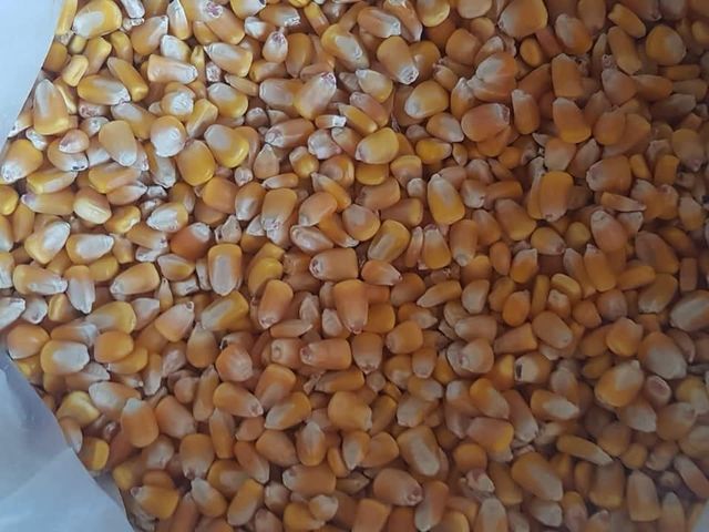 white and yellow corn Maize - Image 1