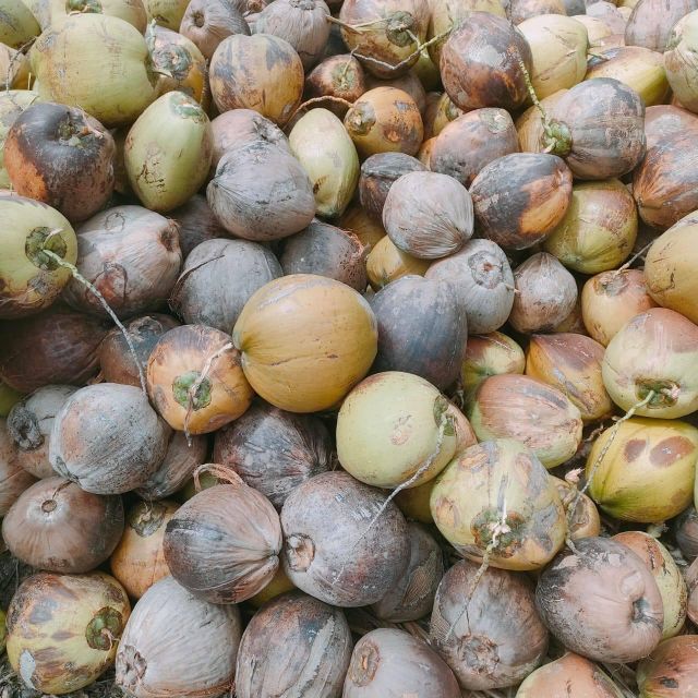 Semi-husked coconut – product photo 5, product detail gallery