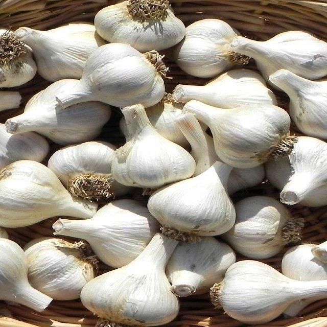 Pure Natural Fresh White Garlic Delivered With Premium Bulb Selection And Export Packing Standards For Import Buyer - Image 2