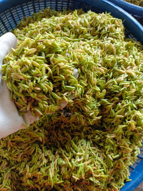 (Khao Mao) Organic Green Rice 100% Original from Thailand Wholesale Ready to Ship Export Grade - Image 3