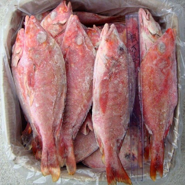 Fresh IQF Frozen Redfish Red Drum Whole Fillet Steak Gutted Scaled Seafood Export Bulk Supply - Image 4