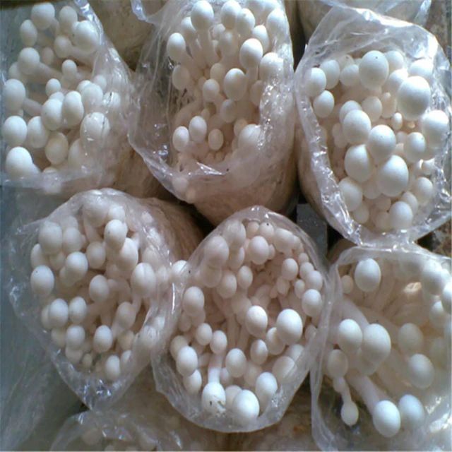 Canned Mushroom Canned 400g Mushroom Hot Sale Canned Champignon Mushroom Slice in China +255787979235 - Image 3
