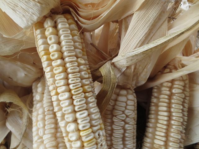 Premium White and Yellow Corn Kernels for Sale Fresh and Clean High Yield Available for Export - Image 1