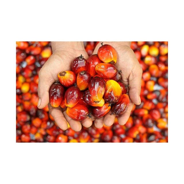 Refined CP66 CP8 CP10 Palm Cooking Oil With Cheap Price - Image 2