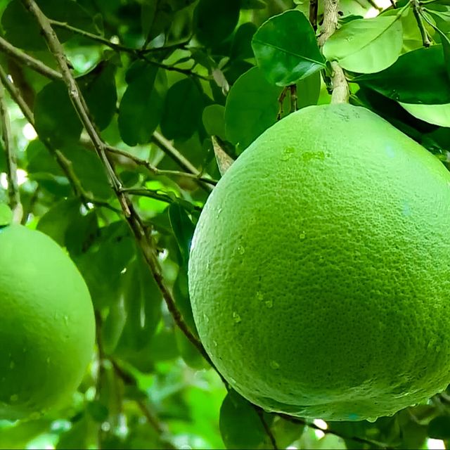 INTERNATIONAL DEMAND: FRESH GRAPEFRUIT GREEN SKIN PINK FLESH SOURCING - Image 1