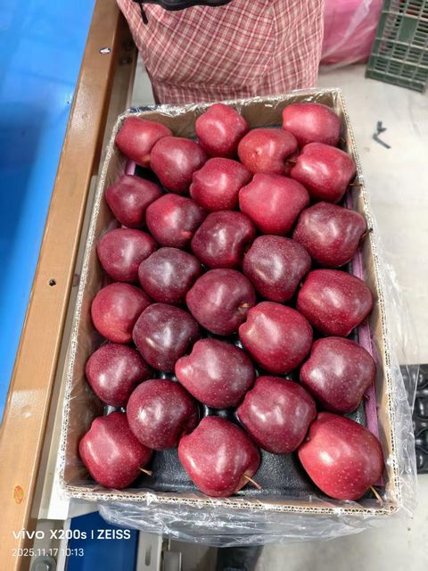 Fresh Red Delicious Apples for Global Premium Markets - Image 3