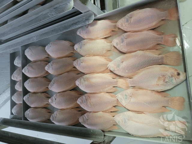 Vietnam High Quality Frozen Red Tilapia Whole Round/ Fillet For Sale - Image 3