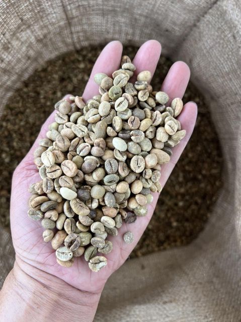 ROBUSTA COFFEE BEANS Aroma Earthy Body Full Body Admixture 0.5% Max Packaging 60KG BAGS Foreign Matter 0.5% Max Moisture Content 13% Max - Image 2
