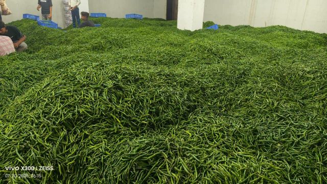Green chili G4 - Image 1