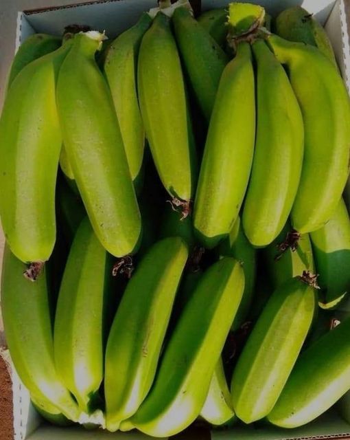 horn plantain Packaging 10kg Crates Product Type Fresh Horn Plantain - Image 1