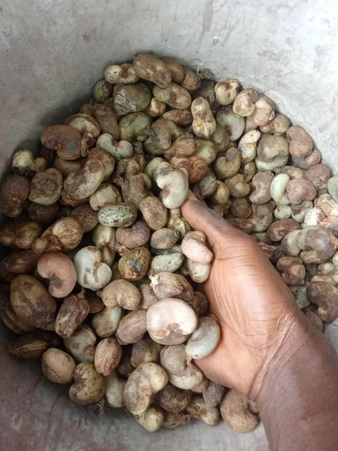 High Quality Raw Cashew Nuts for Snack Manufacturers Bakeries Confectionery Production - Image 3