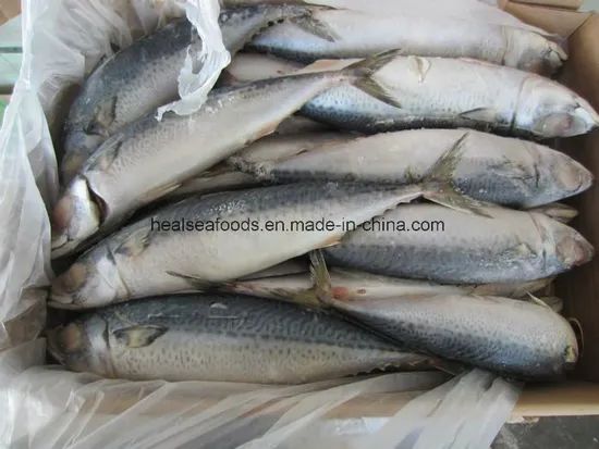 Frozen Chub Mackerel /Pacific Mackerel Resource Wild G.W. 10kgs/CTN N.W. 9.5kgs/CTN HS Code 03035400 Trademark healsea Model NO. - Image 2