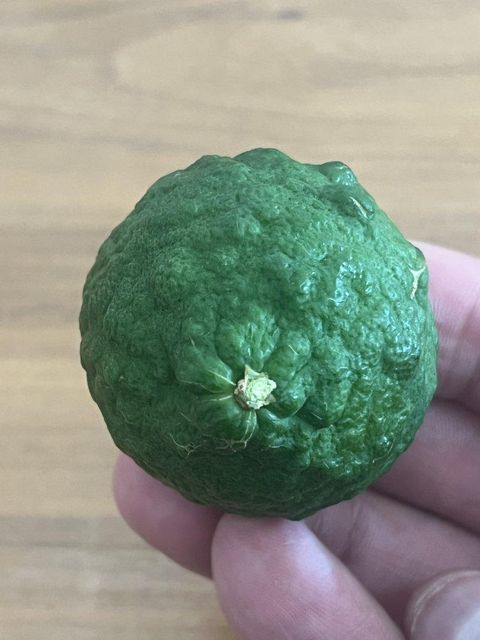 Kaffir Lime - Image 5