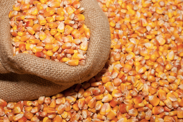Corn (Maize) - Image 5